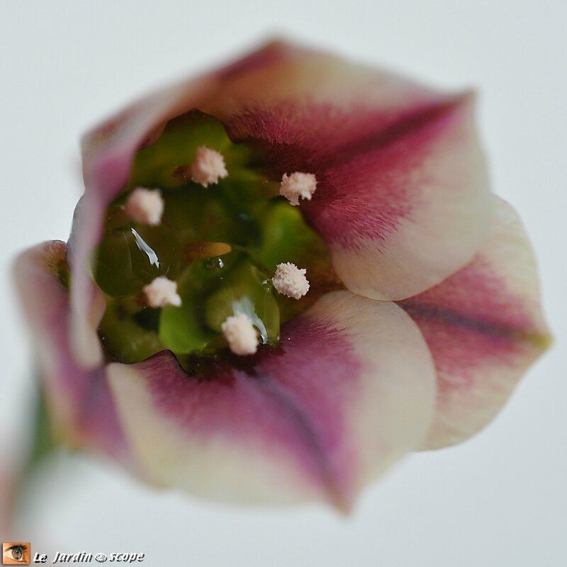 Allium Nectaroscordum siculum
