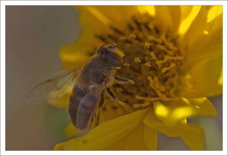 abeille_fleur_topinambour_GP_280809