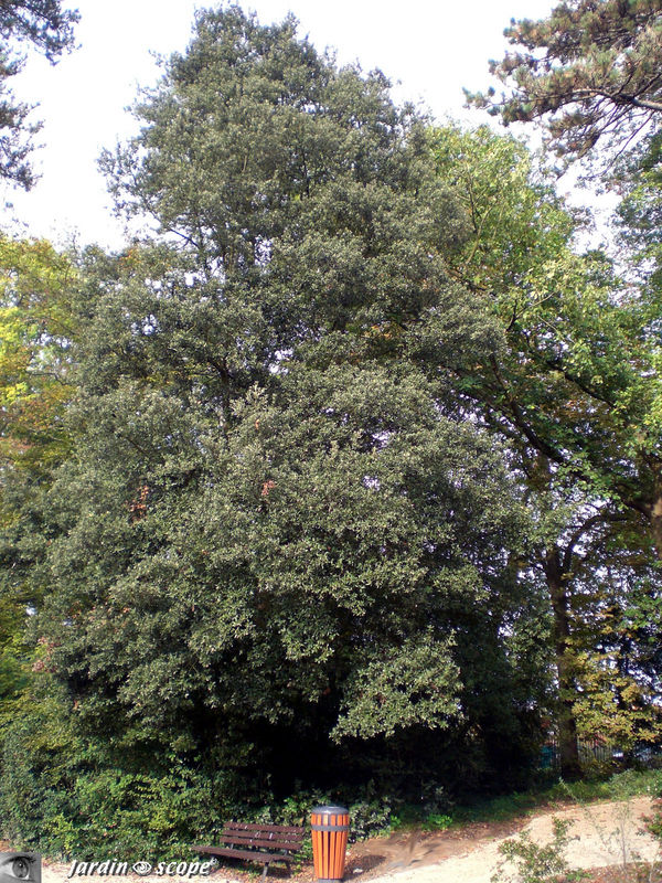 Chêne Vert  • Quercus ilex • Famille des Fagaceae