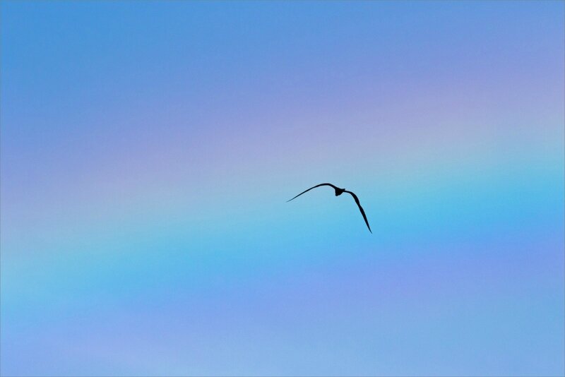 Martinique J4 071217 7D 50 arc en ciel oiseau frégate