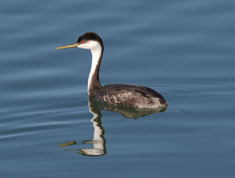 1200px-Western_Grebe_swimming