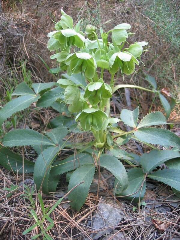 hellebore