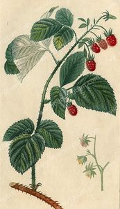 framboise