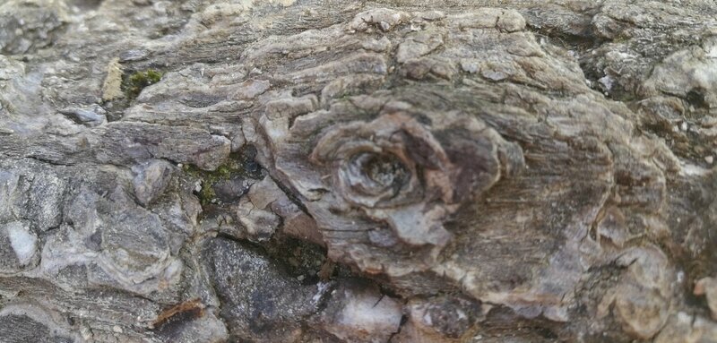 rose bois-banc