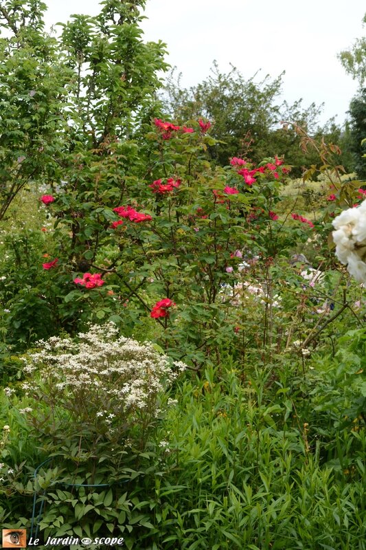 0492-Rosier-rouge-à-identifier