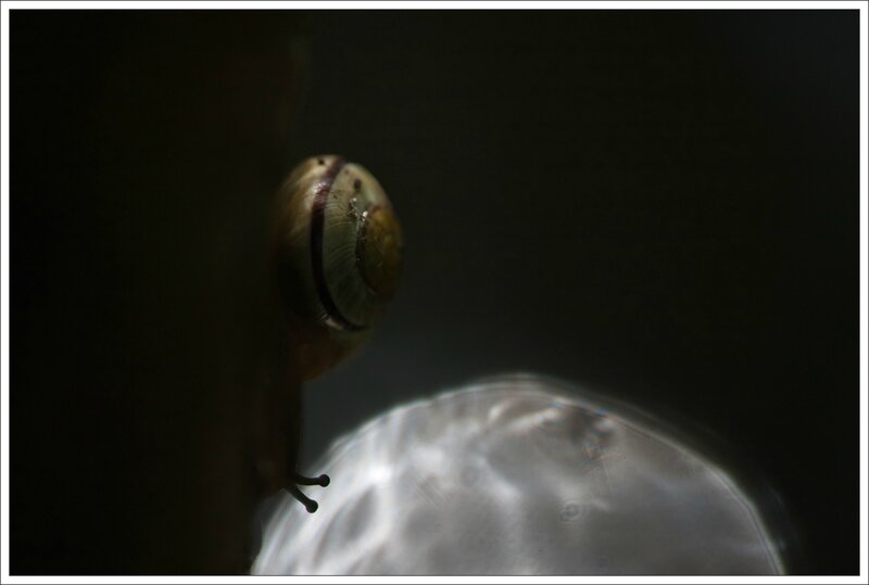 Galuchet escargot reflet soleil eau 060714