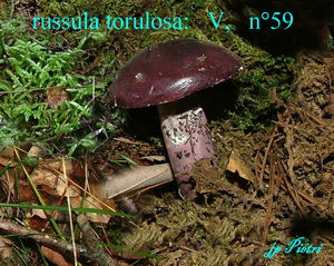 russula_torulosa__n_59