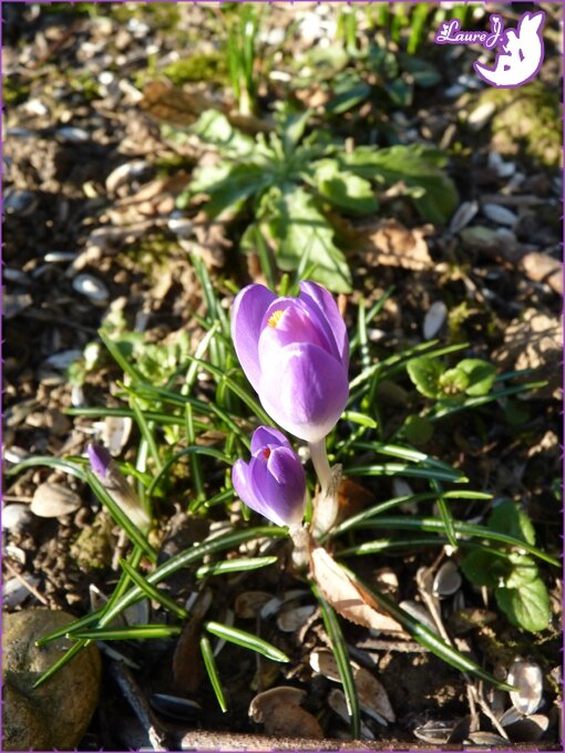 Crocus 2015 8