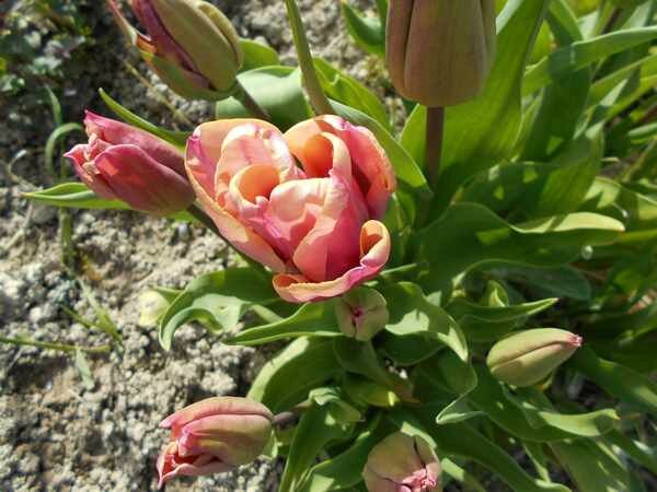 tulipes315