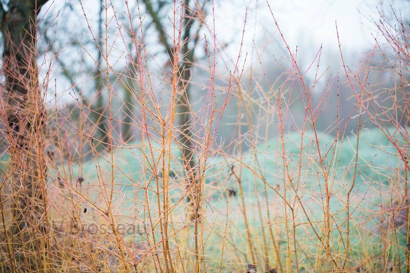 cornus-alba15-02