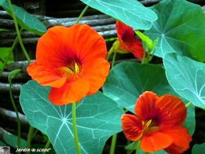Capucine Tropaeolum majus