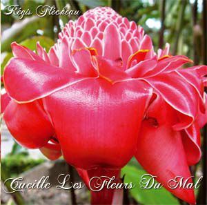 Les fleurs du mal