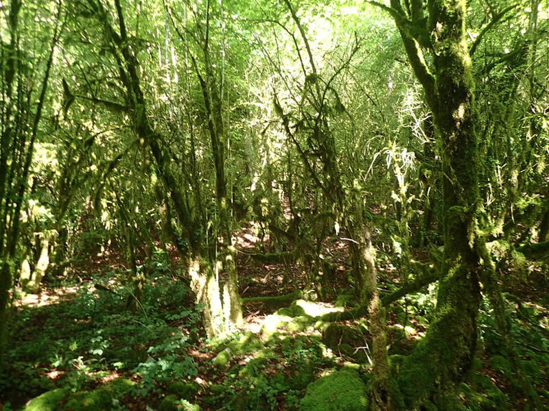 16 forêt