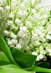 muguet 2