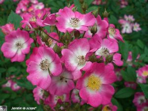 Rosier Mozart