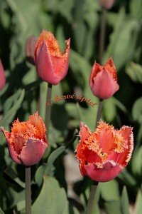 IMG_2006copie2