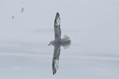 Fulmar antarctique