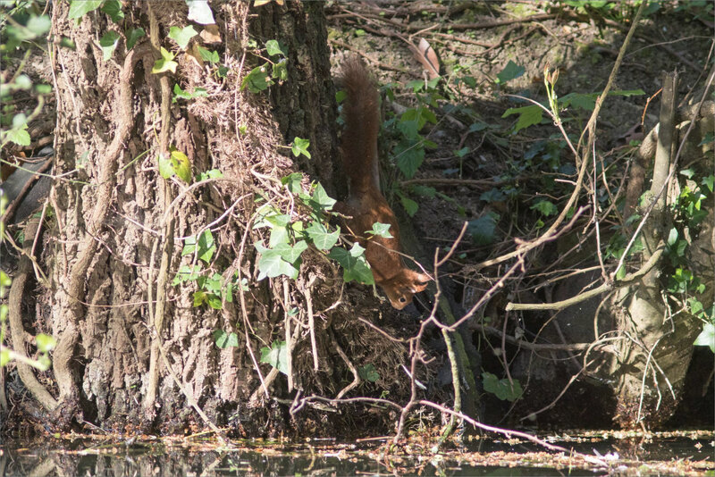 Ecureuil boit rivière 2 050421