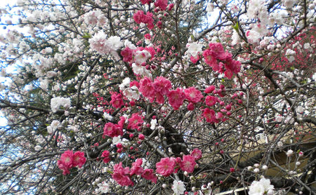 Hanami_23