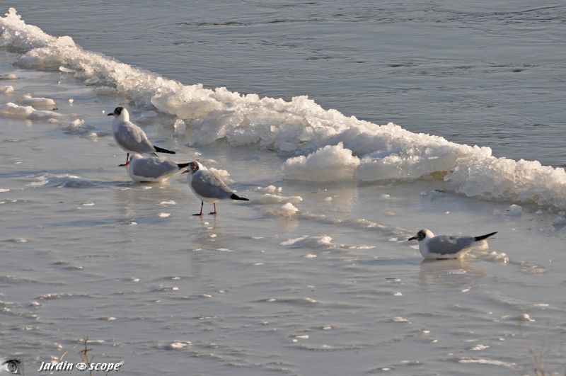 Mouettes sur la glace au bord de la Loire (12 Février 2012)