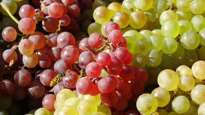 grapes-1147198_1920