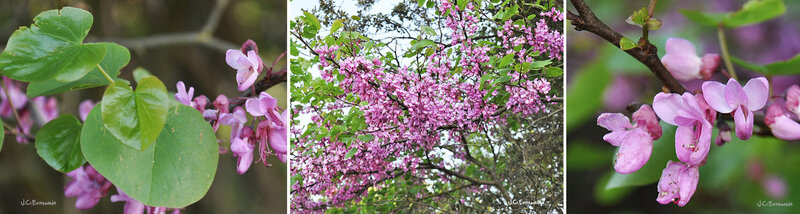 Arbre Judée blog