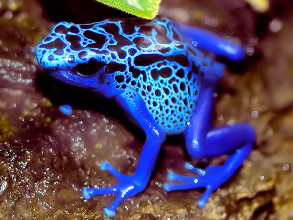 grenouille3