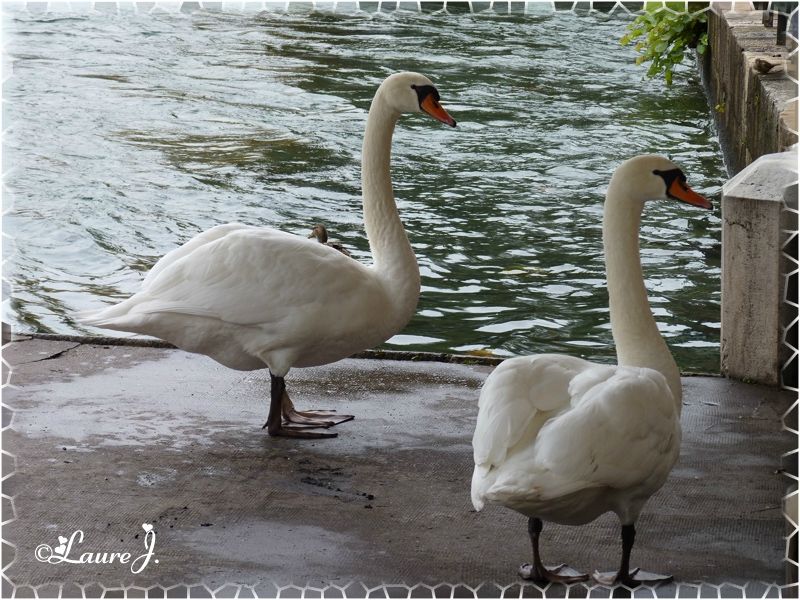 cygne tubercule 3