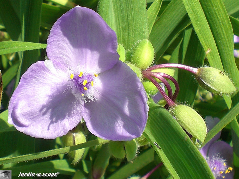 Fleur…bleue