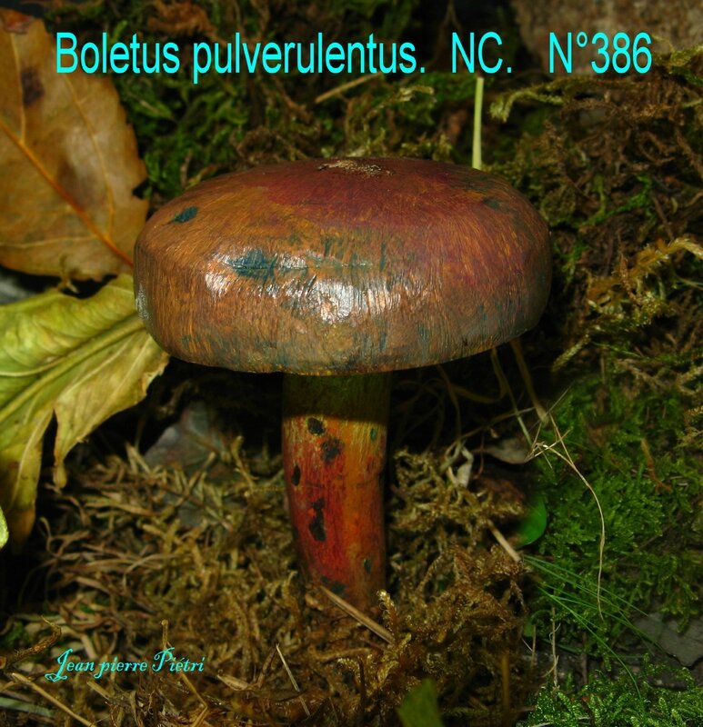 Boletus pulverulentus