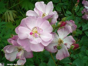 Rosier Floribunda Lavender dream