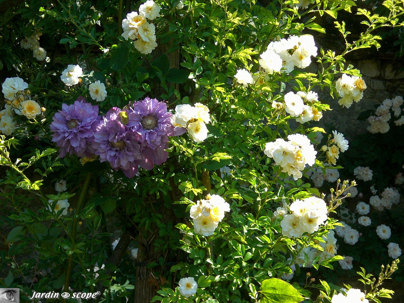 Les clématites donnent la réplique aux roses