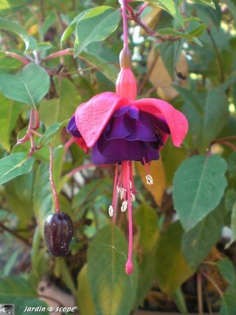 Fuchsia_x_Voodoo