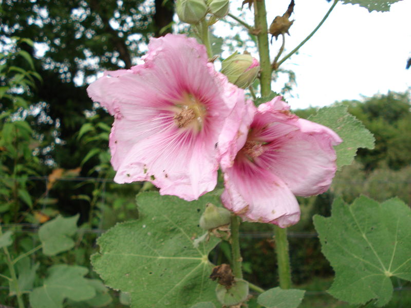 rose trémière