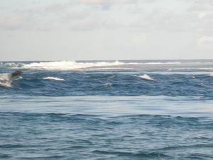 Rangiroa (30)