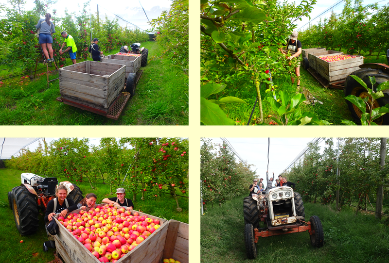 Apples picking - Tuerong