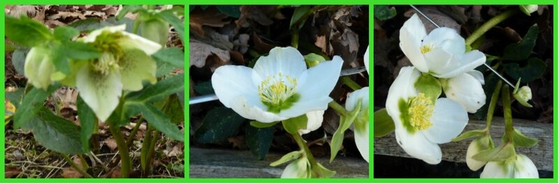 helleboretosse