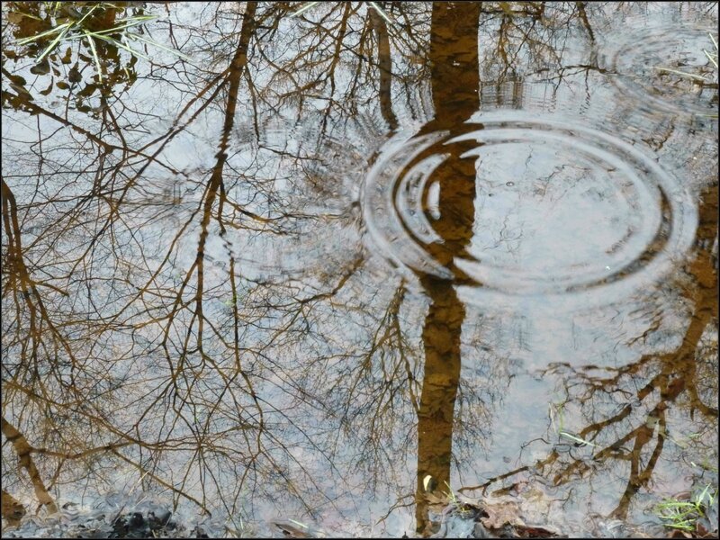 3 ronds dans l'eau