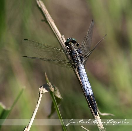 2011_05_21_Orthetrum_albistylum_02