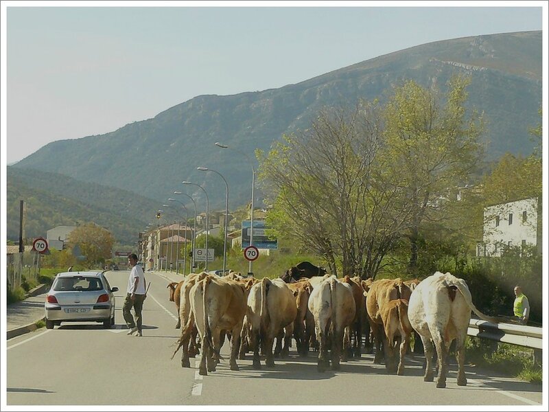 troupeau vaches entree ville Aragon