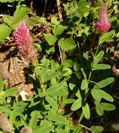 Trifolium_rubens4