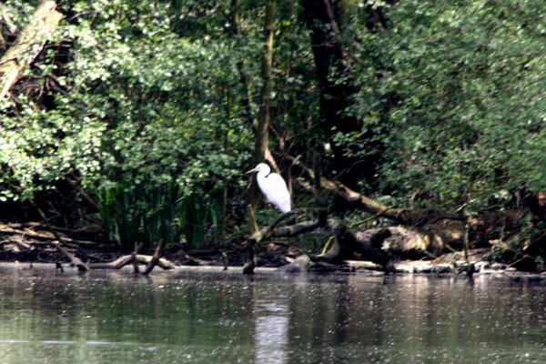 aigrette