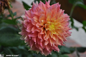 Dahlia_rose_orange