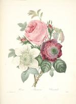 Gravures_de_fleurs_par_Redoute_167_rose_anemone_et_clematide