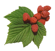 Framboise