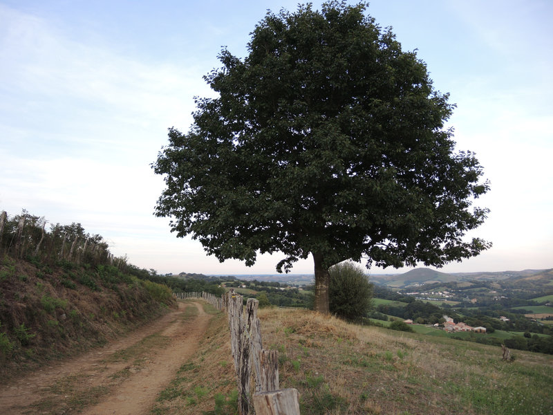 Mont Ursuya, sentier, un arbre