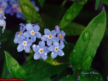 photo_fond_ecran_wallpaper_nature_fleurs_bleues_007