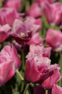IMG_2012copie2