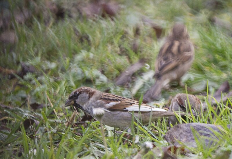 moineau blanc_1