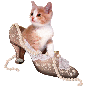 chat chaussure